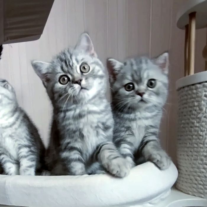 Справжня   краса