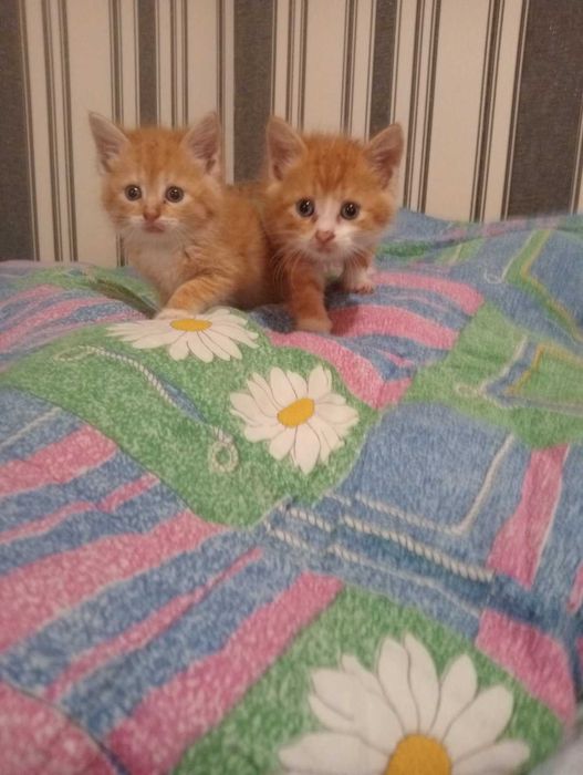 Отдаются маленькие котята