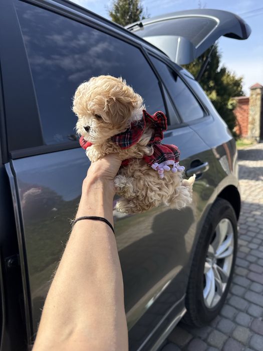 Міні та мікро мальтипу