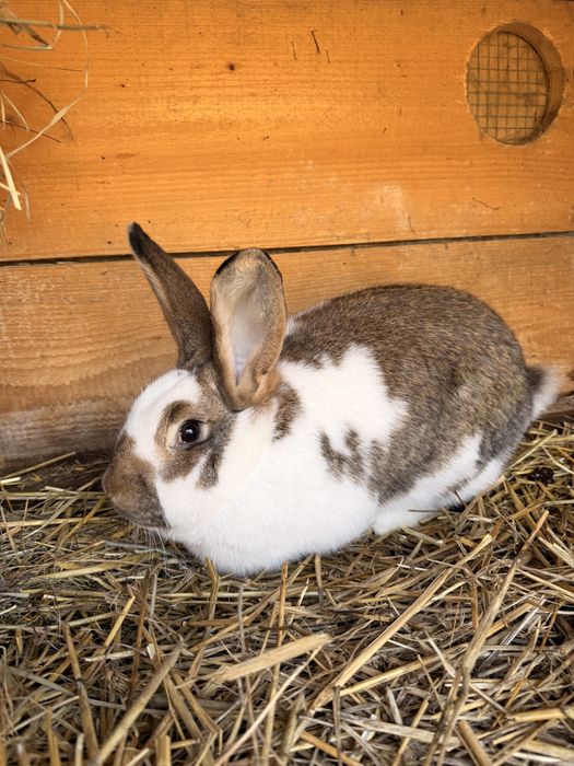 Samiczki krolika srokacz mix Królice