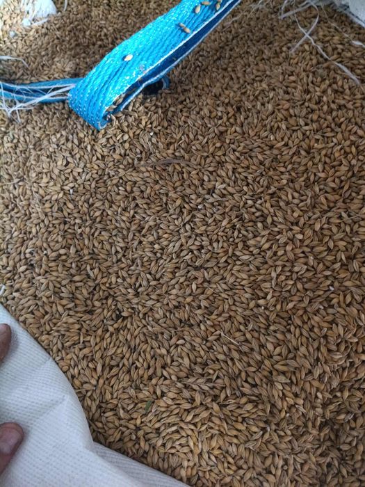 JĘCZMIEŃ Jary Sprzedam