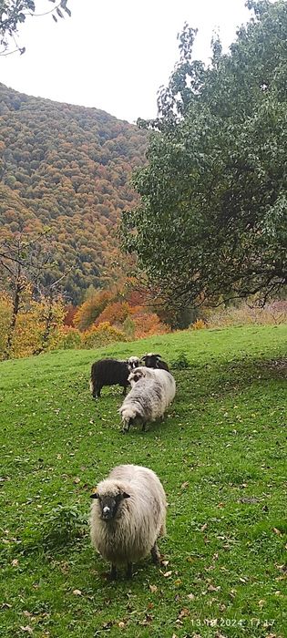 Продам Карпатські Вівці і Барани