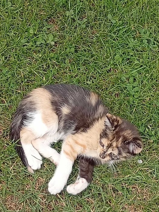 Super kociaki do adopcji
