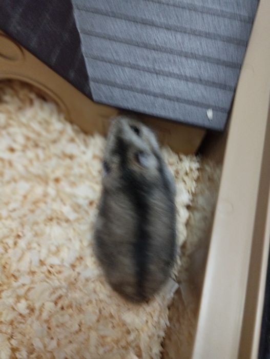 Oddam Chomiki dżungarskie-gryzonie