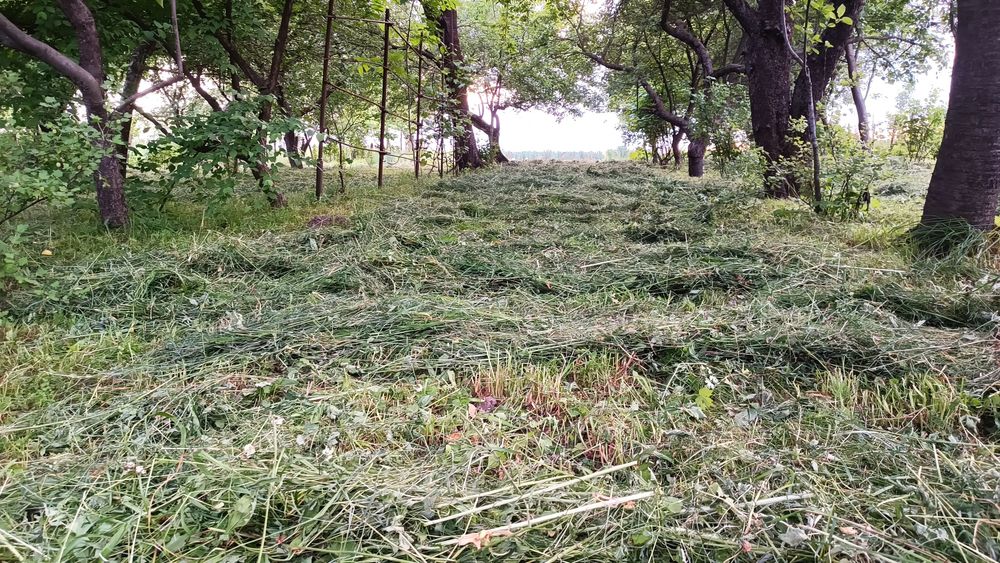 Сіно мммммм пахуче ,не тюковане, домашнє , садове, м'яке, зелене