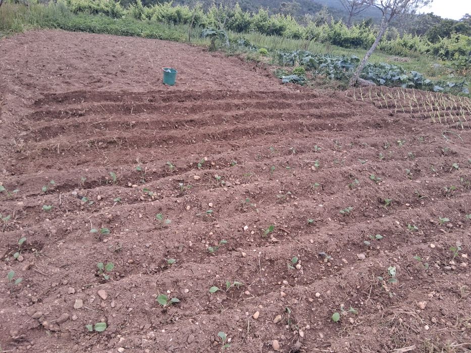 Hortaliça de minha produção
