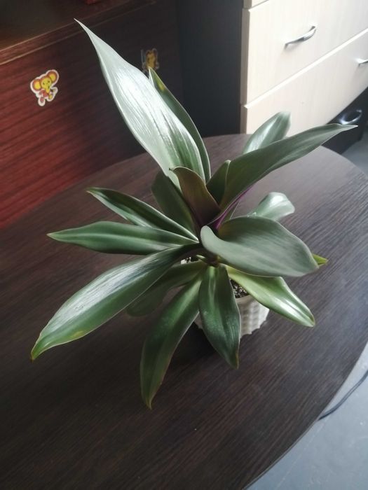 Каллизия хлорофитум сансевиерия эхинопсис рео валлота алоэ кислица