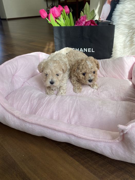 Карамельні красиві мальтипу