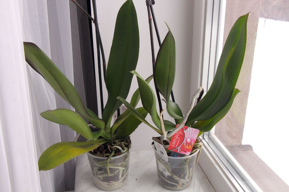 Орхідея фаленопсис 2 шт