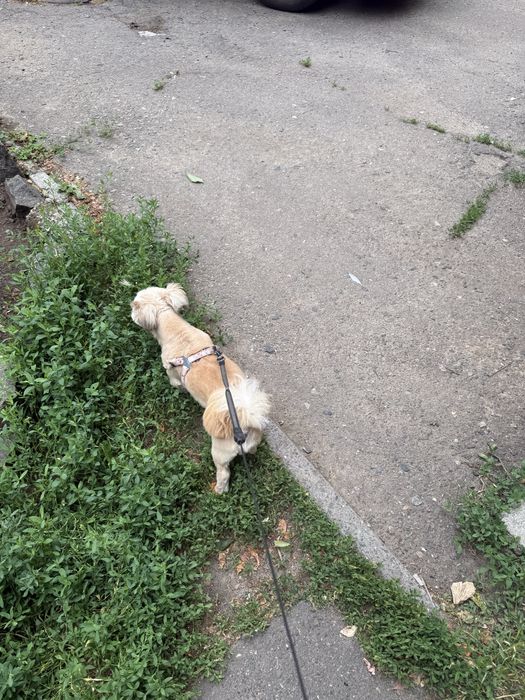 Выгул собак/Присмотр за хвостиками Одеса кроме поскота