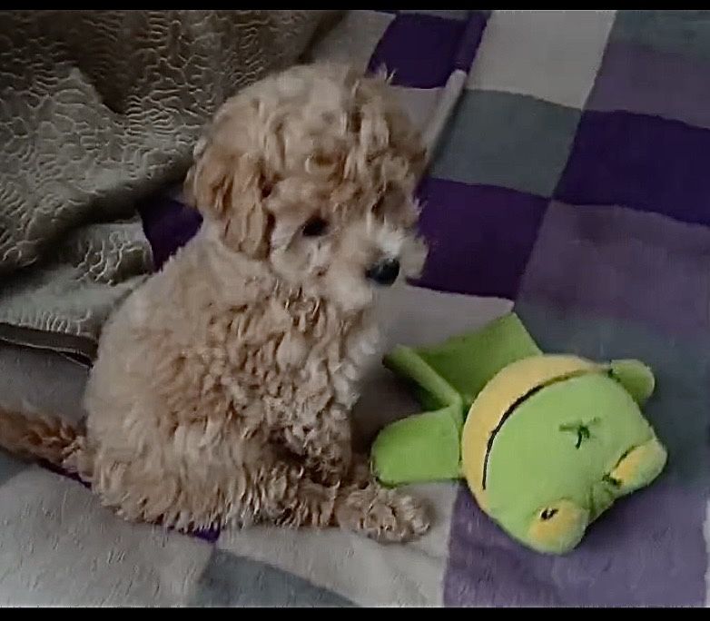 Девчонка красотка