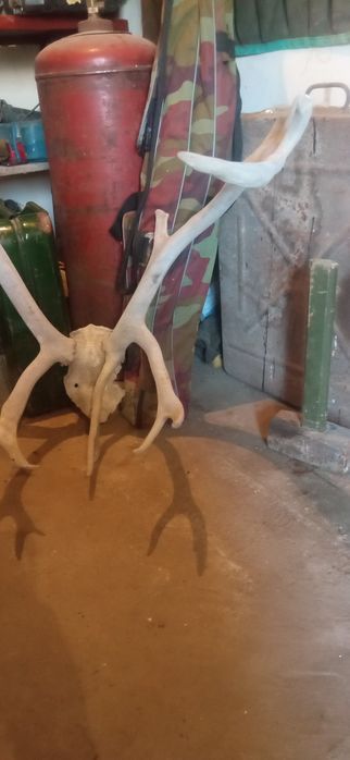 Рога оленя не лаковані