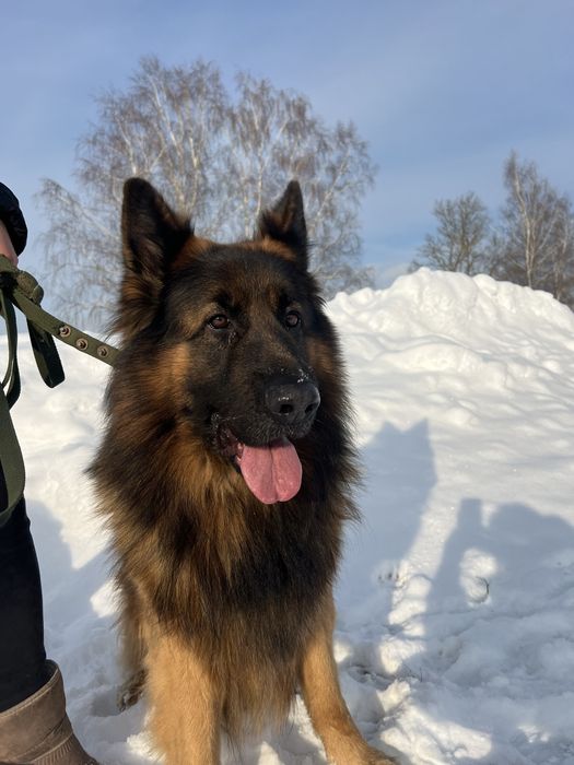 Німецька вівчарка вязка