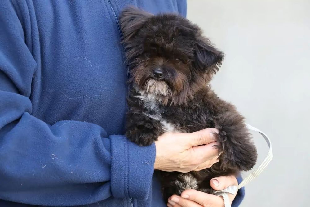 Мальтипу мини мальчик