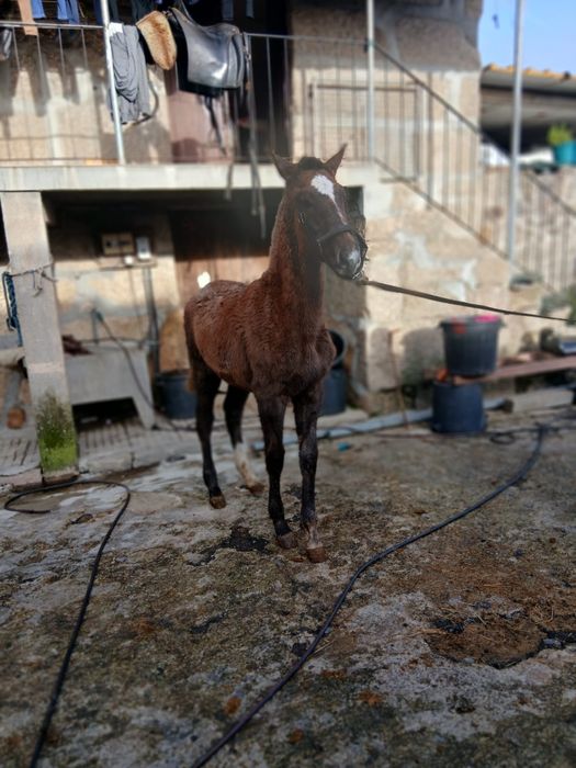 Vendo poldra PSL com 8meses