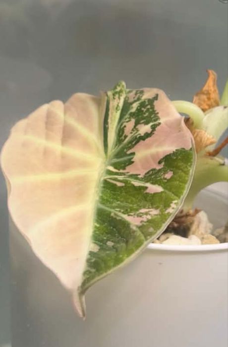 Alokazja Black Velvet Pink Variegata bulwa numer 3