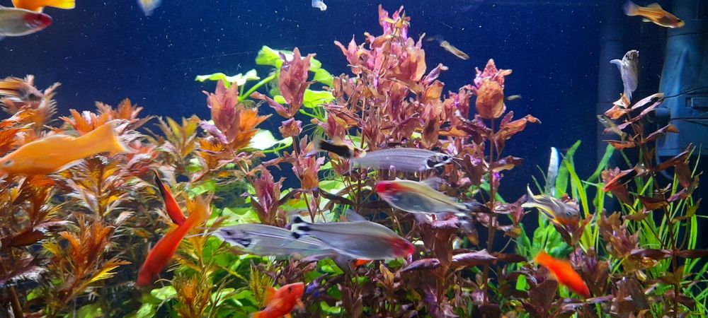 Rotala Macranda red roślina akwariowe