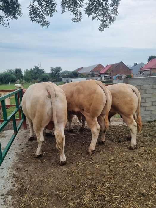 Bydło Blonde d'aquitaine