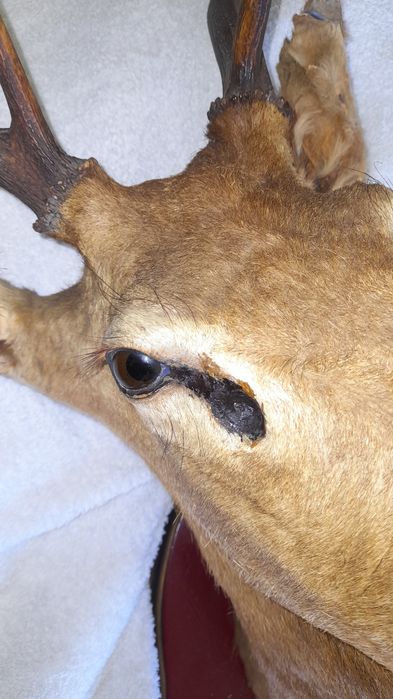 Cabeça de veado embalsemado