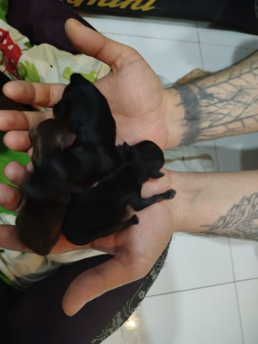 Бронь породистых мини той терьеров