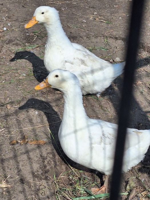 Kaczki pekin jaja jajka legowe