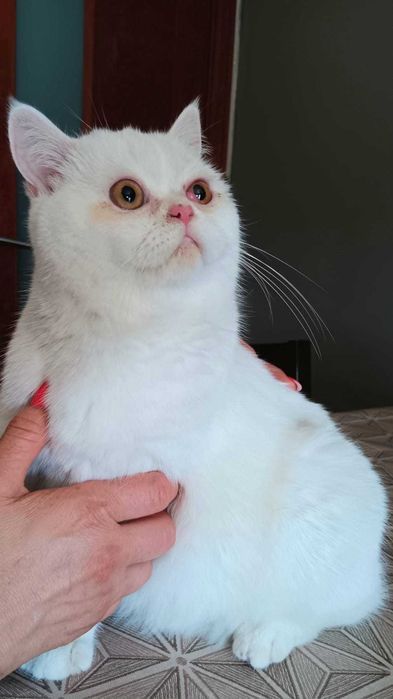 Adoção Responsável: Procura-se um lar para esta gatinha linda!