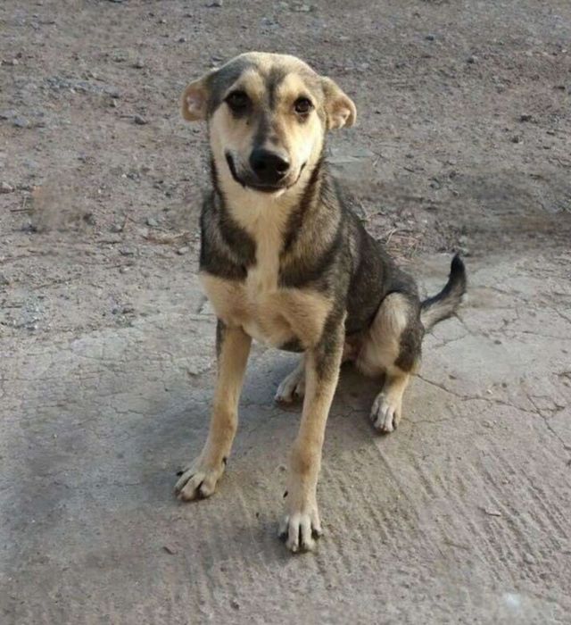 Отдам даром в добрые руки собачек