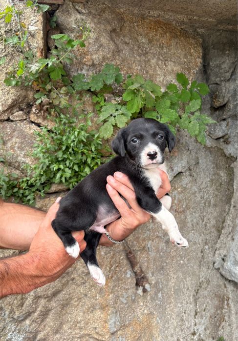 Helio - 2 meses, xEpagneul Breton