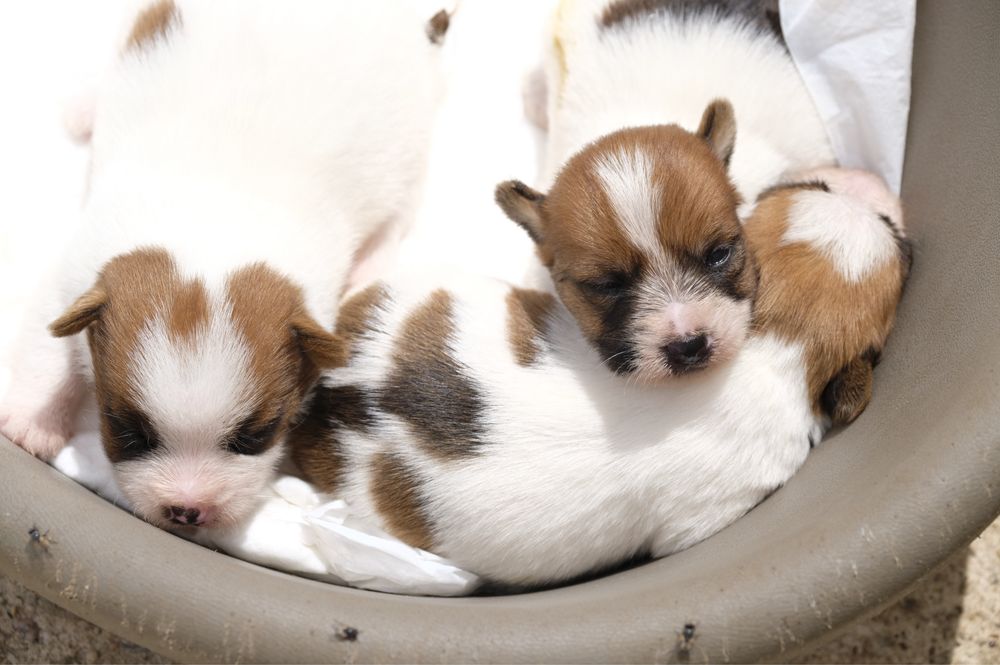 Jack russell terrier pelo cerdoso com LOP