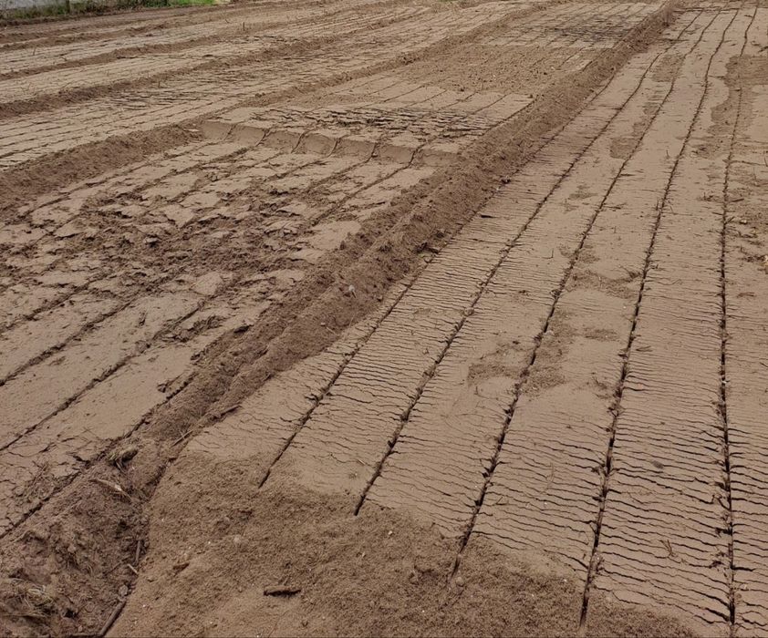 Mluczowanie//Karczowanie//Koszenie