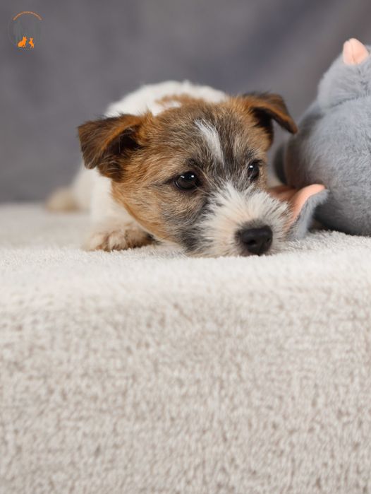 Jack Russell Terrier ZKwP FCI suczka rezerwacja
