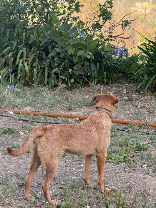 Cão jovem para adoção
