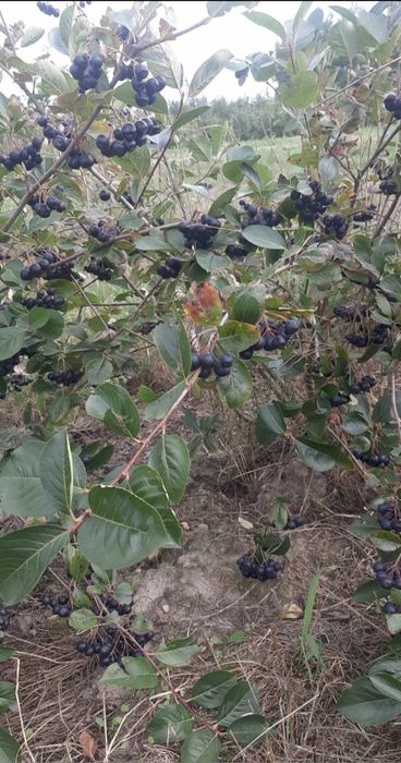 Aronia od rolnika paczka 10kg wysyłka INPOST