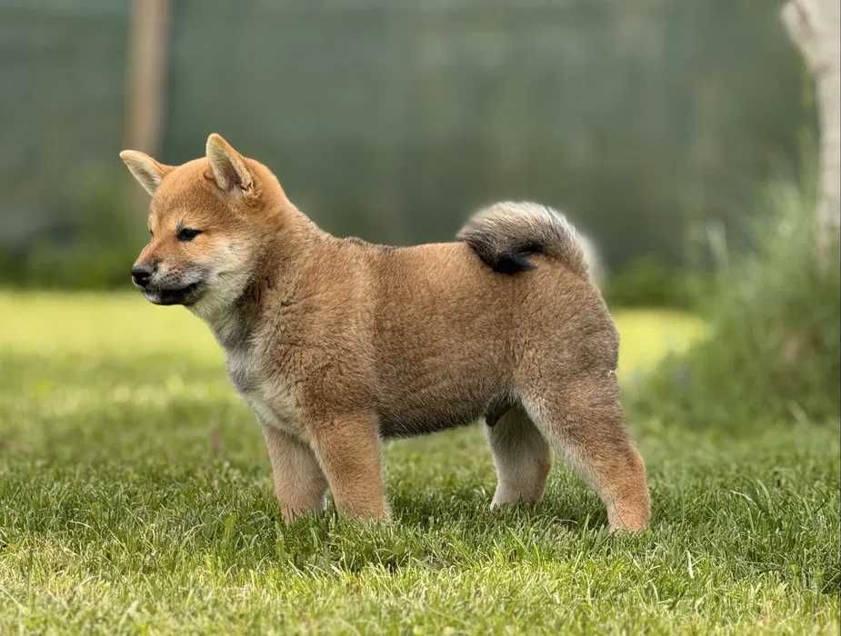 Shiba inu dsponivel