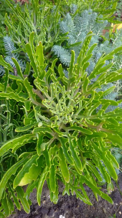 Комнатные цветы...