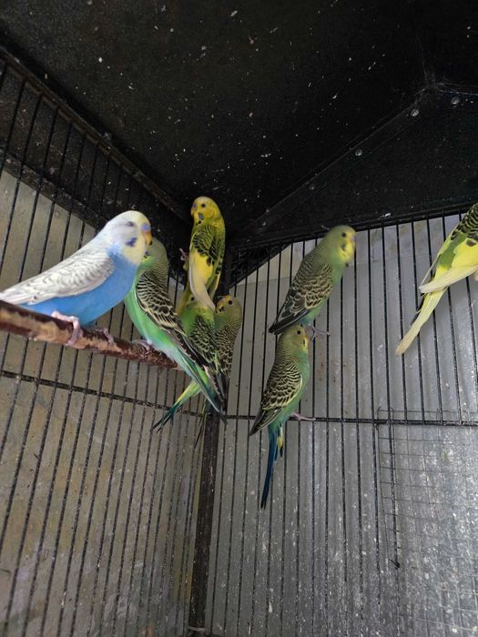 Papugi papuga falista samce samice, Standart