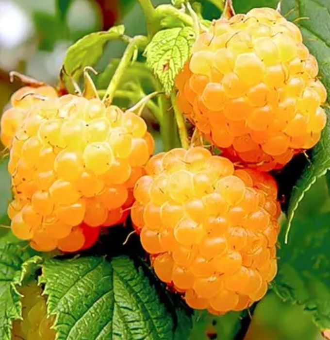 Малина жовта ремонантна, сотр Ранкова роса (саджанці)