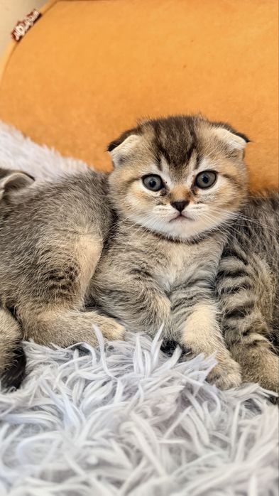 Шотландські кошенята