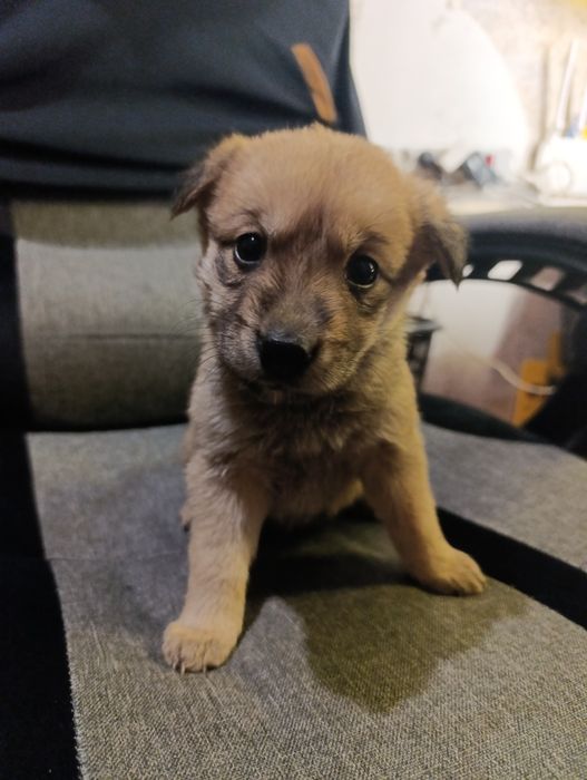 Отдам щенков в хорошие руки (бесплатно)