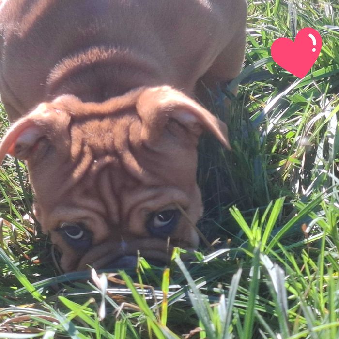 Buldog Kontynentalny