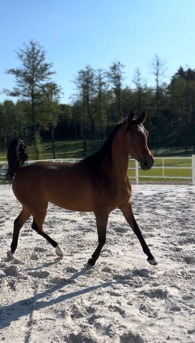 Klacz arabska hodowla