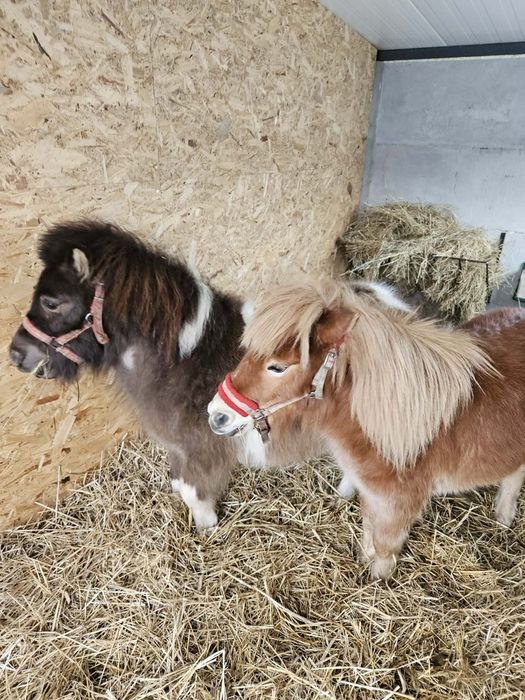 Kucyki  szetlandzkie