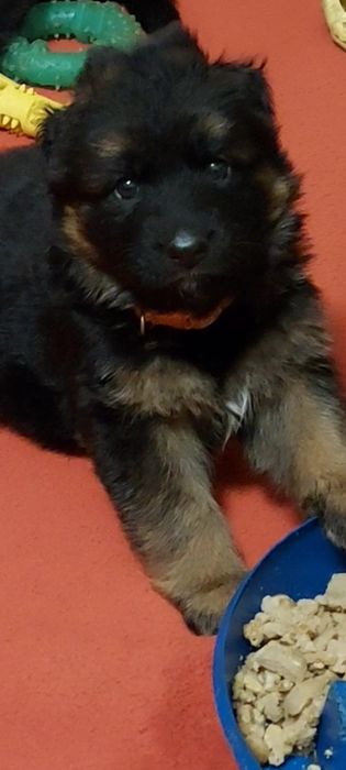 Німецька вівчарка