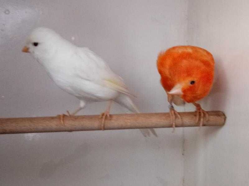 Kanarki 2025 sprzedam