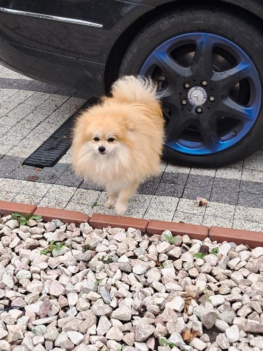 Pomeranian szpic miniaturka