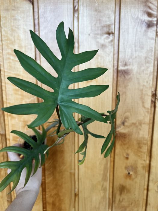 Філодендрон radiatum