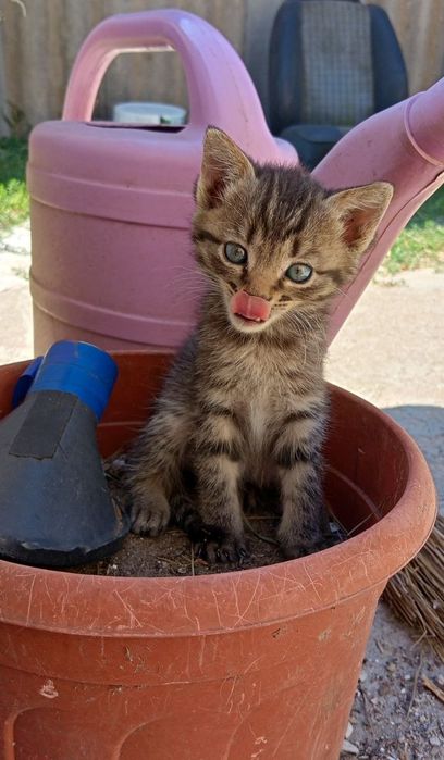 Кицька, котеня дівчинка