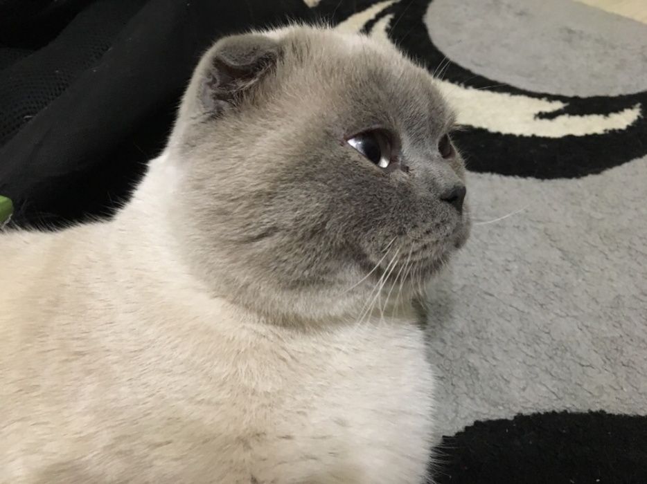 Шотландский вислоухий котик Вязка кота для вязки