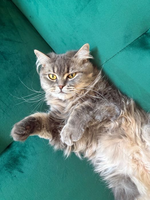 Gata castrada British Long Hair