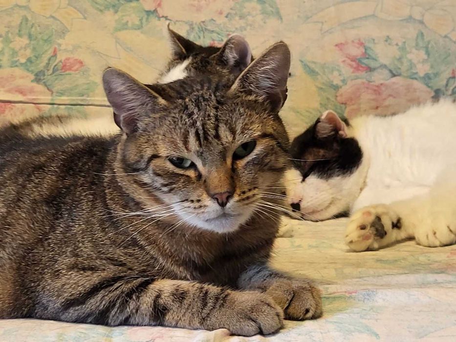 Malcolm - kotek do adopcji